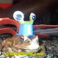 /home//u458753944/public_html/sourcegallery///////Roxborough Toad Detour/2013-2019/2018/2018-04-13/P4130037.JPG